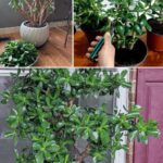 20 Vegetables You Can Re-Grow From Scraps