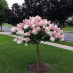 How to Prune a Jade Plant for Maximum Growth & Health