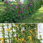 20 Vegetables You Can Re-Grow From Scraps