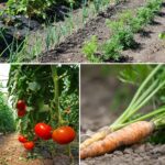 10 Reasons To Grow Marigolds In The Vegetable Garden