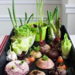 How to Prune a Jade Plant for Maximum Growth & Health