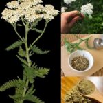 10 Best Plants To Grow For Backyard Privacy