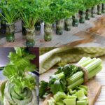 Things To Do With Grass Clippings You Probably Never Thought Of