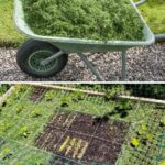 Stop Buying Celery. Use This Brilliant Method to Grow a Never-Ending Supply at Home