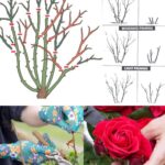 10 Best Plants To Grow For Backyard Privacy