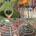 How to Make a Spider Plant Bushier & Lush