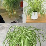 How to Grow Sacks Full of Potatoes: Discover the Surprising Trick That Will Amaze You