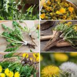 Why You Should Grow A Clover Lawn Instead Of Grass