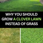 How to Propagate Roses from Cuttings Using Toilet Paper