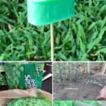 Growing Your Own Sunflower Fort: A Guide to Creating a Sunflower Circle