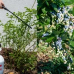 10 Reasons To Grow Marigolds In The Vegetable Garden