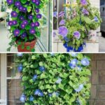 How To Grow An Unlimited Amount Of Tomatoes Using JUST 4 SLICES And Some Dirt!