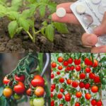 A Guide to Cultivating Blackberries in Pots: Tips and Techniques