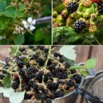 Put These 8 Things in Your TOMATO Planting Hole For The Best Tomatoes Ever