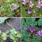 This is Why You Should Burn a Bay Leaf in Your Home