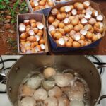 Revolutionize Plant Watering with This Simple Yet Ingenious Trick