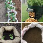 How to Make a Spider Plant Bushier & Lush