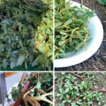 How to Grow Sacks Full of Potatoes: Discover the Surprising Trick That Will Amaze You