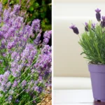 How To Grow Hydrangeas In Containers