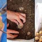 Baking Soda Is A Gardener’s Best Friend – Here Are 14 Nifty Uses In The Garden