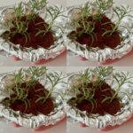 Bedbugs Will Disappear from Your Garden in a Few Minutes by Doing This…