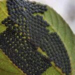 ‼️ITALIAN SAUSAGE WITH PEPPERS AND ONIONS‼️