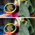 Put 1 slice of lemon down the drain, and you can say goodbye to this widespread problem.