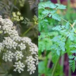 All My Life I Have Used the Toilet Block Wrong: Here’s the Right Way to Hang It