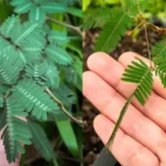 The Incredible Benefits of Dates: A Nutrient-Packed Superfood