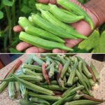 CREAM CHEESE SQUARES!!!