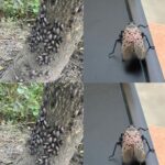 If you have this plant, burn it immediately, you will be surprised!