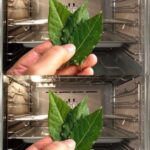 Put 1 sprig of rosemary in the oven and be amazed at what you will notice after 10 minutes