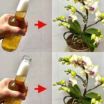 My hubby believes in not washing mushrooms to avoid water absorption, following his grandmother. I’m unsure due to potential dirt. Thoughts?My hubby believes in not washing mushrooms to avoid water absorption, following his grandmother. I’m unsure due to potential dirt. Thoughts?