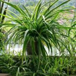 These are awesome, fantastic garlic flatbreads in 10 minutes