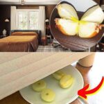 15 Simple Companion Planting Pairs for a Thriving Garden