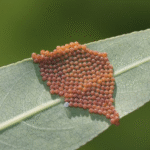 If You Have This Plant at Home, Consider Yourself Lucky — Here’s Why It’s Like Striking Gold