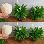 Cinnamon and Honey: The Most Powerful Remedy Even Doctors Are Talking About