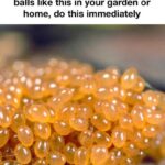 HOMEMADE CHICAGO STYLE DEEP DISH PIZZA