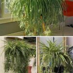 20 Times You Should NEVER Eat Bananas