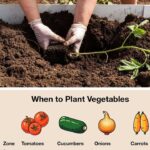 Why Are Kitchen Sponges Different Colors?