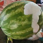 Discovered these in my spaghetti. The sauce was canned. What could they be?