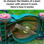 Don’t Touch These If You See Them on Your Plants