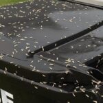 8 best fertilizers for your tomatoes so they grow like never before