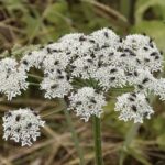 Why Some U.S. Bills Have a Bow and Arrow Mark?