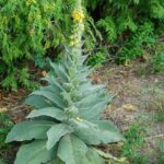 STOP Pruning Your Roses Like That