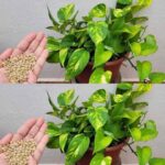 DIY Wattle Raised Garden Bed: Eco-Friendly & Rustic Backyard Project