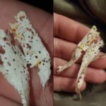 STOP Storing Rice Like This – You Might Be Poisoning Your Family Without Knowing It