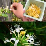 Mother and daughter live in a shipping container, but when you see what’s inside, you’ll be amazed.