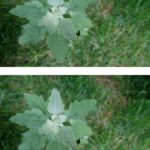 Baking soda makes flowers bloom and fuller
