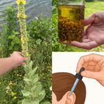 The Power of Wild Lettuce Sap: How to Collect, Use, and Benefit from It